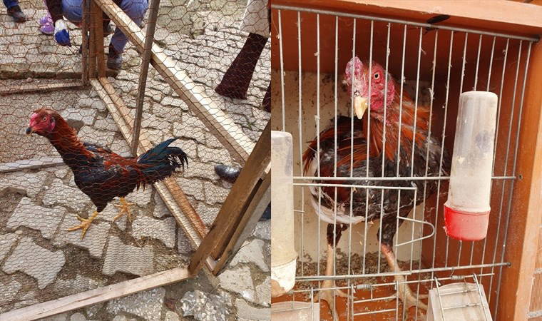 Kahvehanede horoz dövüştürenlere 76 bin lira ceza
