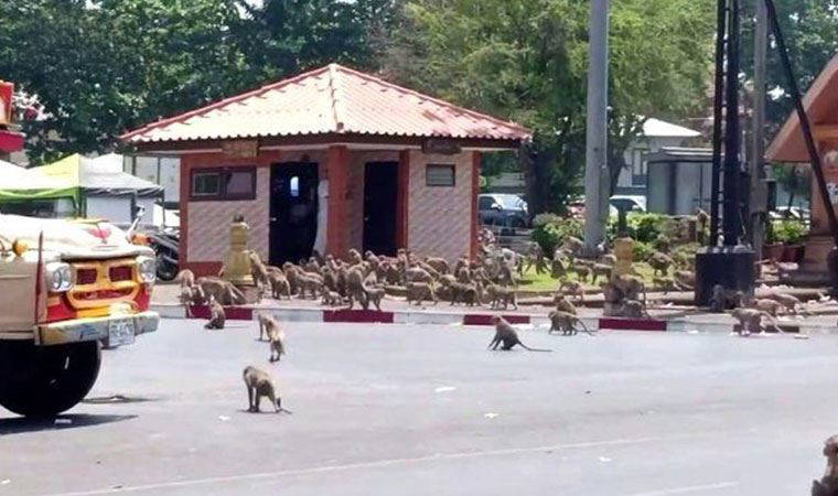 Koronavirüs Tayland'ı vurdu, maymunlar kenti istila etti