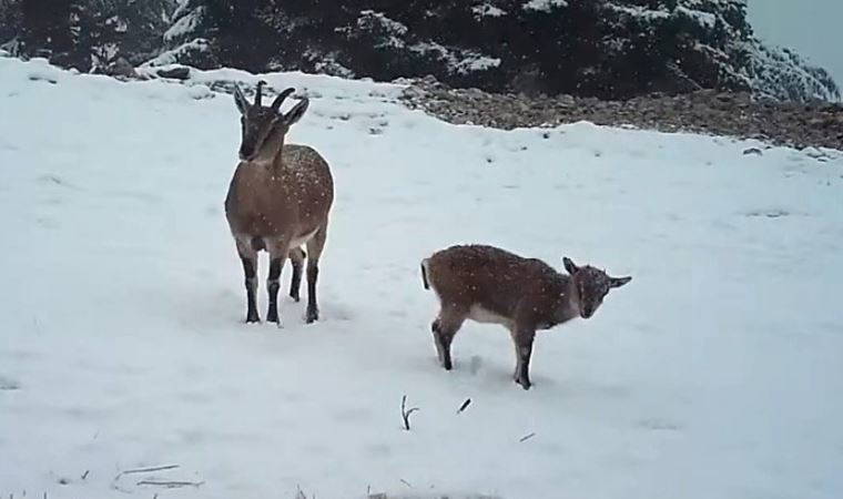 Antalya'da kar yağışı altındayken görüntülendiler