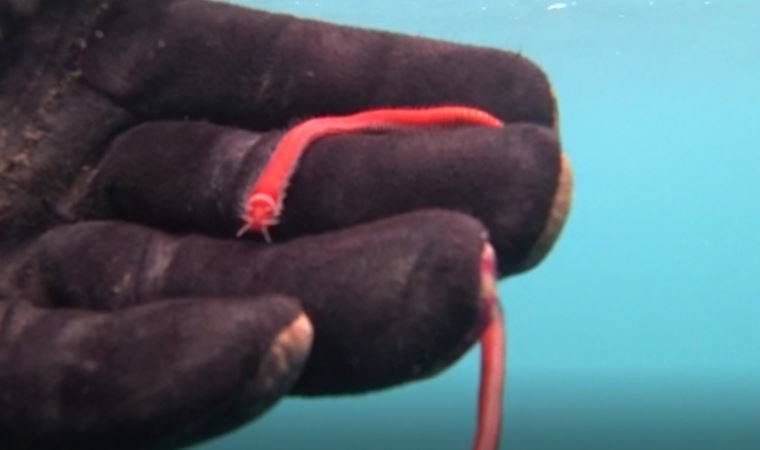 Rekortmen dalgıç görüntüledi: İlk defa karşılaştım