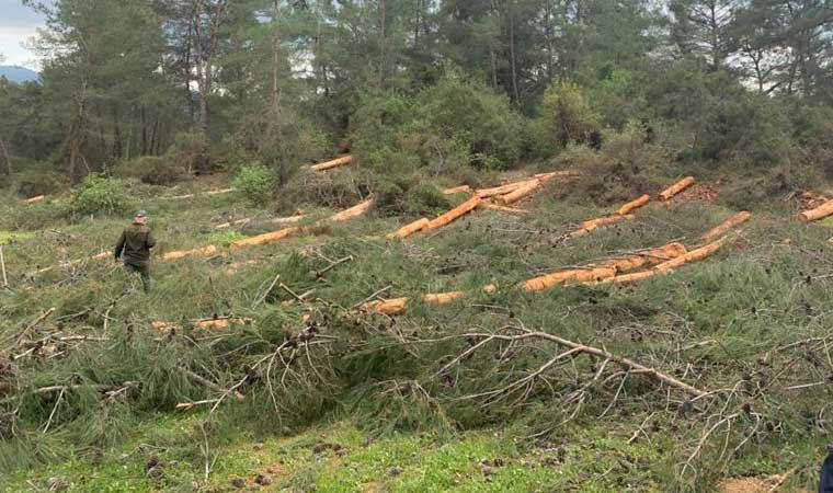 Ağaçların kesilmesini savunan muhtar, kesim ihalesini alan kooperatifin başkanı çıktı