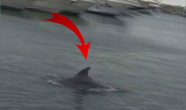 Ataköy Marina'da yunusların dansı ilgiyle izlendi