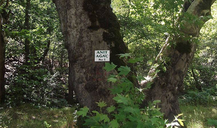 Türkiye’de tescilli 9 bin 363 anıt ağaç var