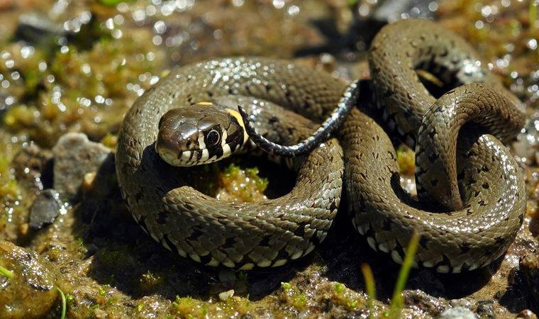 Sürü halinde yılanların görülmesine ilişkin uzmanından açıklama