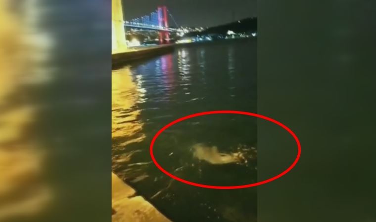 Yunuslar Ortaköy Sahili'nde böyle görüntülendi