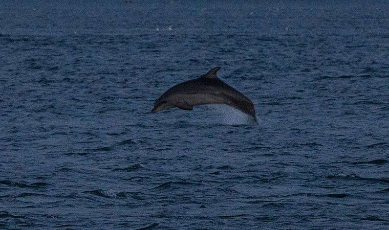 Sarayburnu'nda yunuslardan görsel şölen