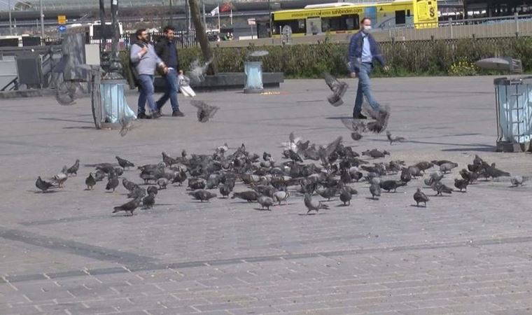 Eminönü'nde onlarca güvercini ezen sürücü gözaltına alındı