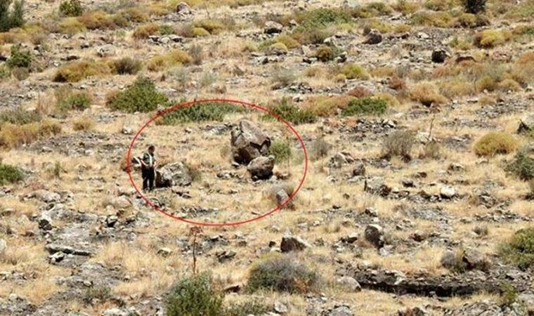 Bodrum'da görülen hayvan jaguar sanıldı, gerçek bambaşka çıktı