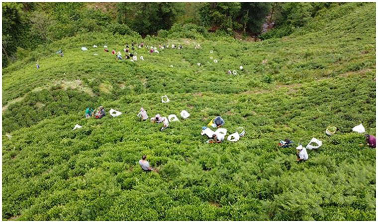 İlk kez oldu: Rize'de çay toplama seferberliği