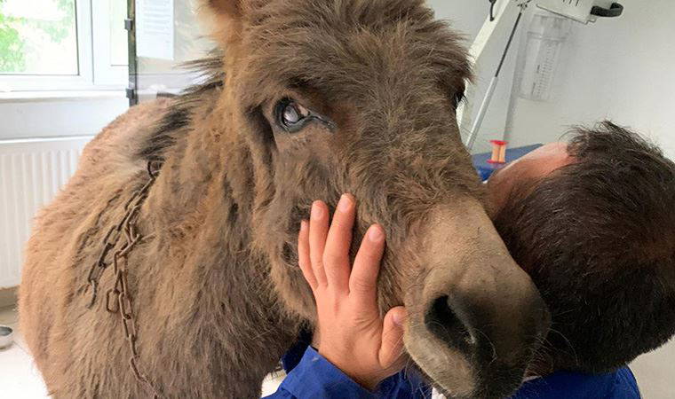 Köpeklerin saldırdığı eşek, 'Emekli Hayvanlar Çiftliği'ne yerleştirildi 