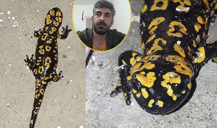 Sivas'ta görüntüledi! Yetkililere seslendi
