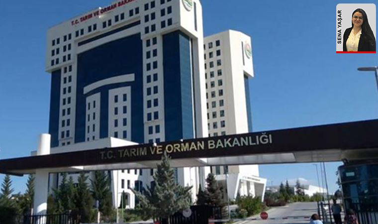 ‘Özel ağaçlandırma’ adıyla kıyılar peşkeş çekilecek