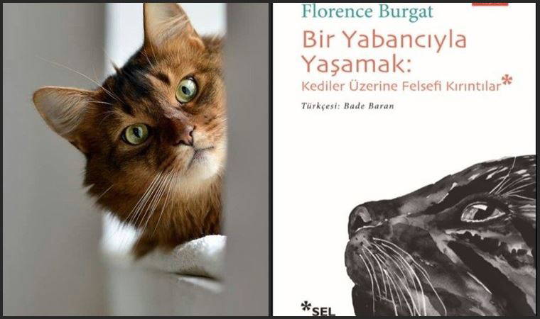 Kedilere dair felsefe