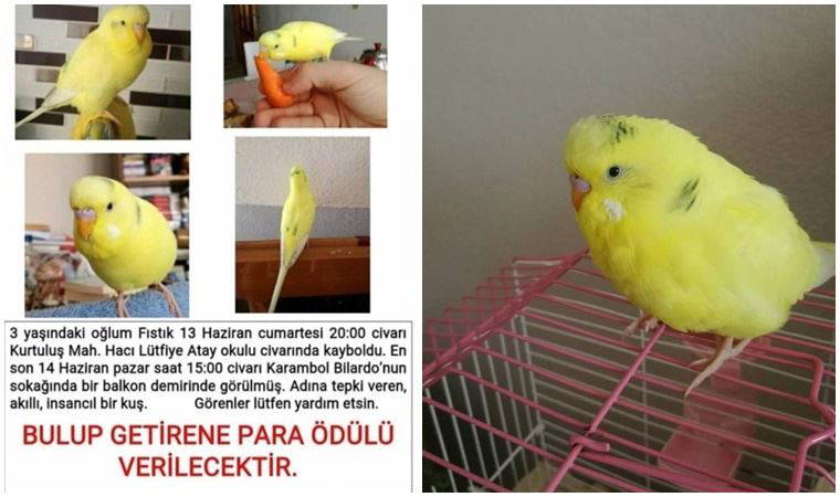 Kaçan kuşu için kayıp ilanı yayınlayıp bulana para ödülü vadetti