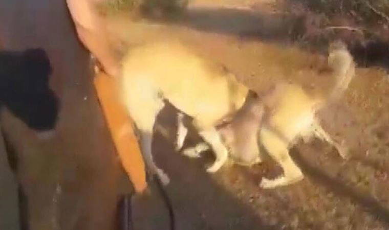 Kangal köpeklerini acımasızca dövüştürüp kameraya kaydettiler