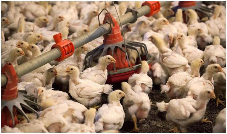 Dünya Hayvan Sağlığı Kurumu duyurdu: Bulgaristan'da kuş gribi salgını patlak verdi