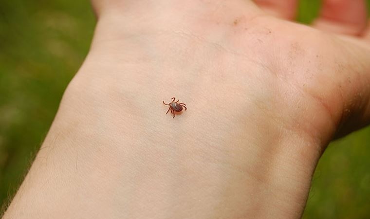 Kene riskine karşı beyaz giysi