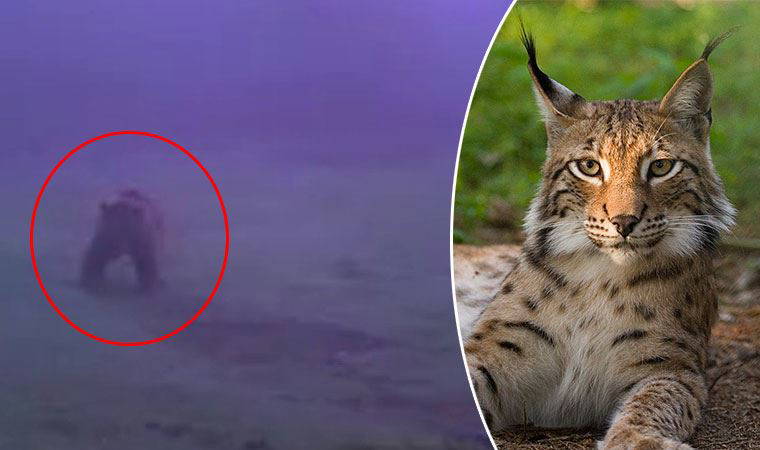 Yırtıcı hayvanlar böyle görüntülendi