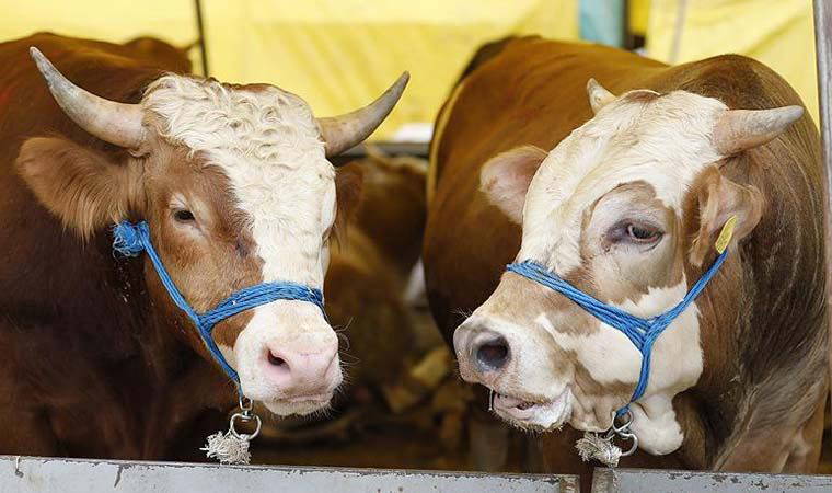 İstanbul Veteriner Hekimler Odası'ndan Kurban Bayramı için kritik uyarı:  1 milyon kişi risk altında!