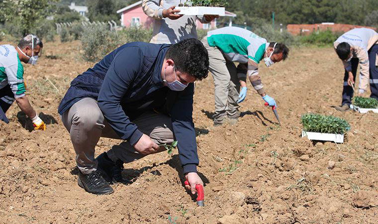 Buca’nın tarımsal kalkınma projesi filizlendi