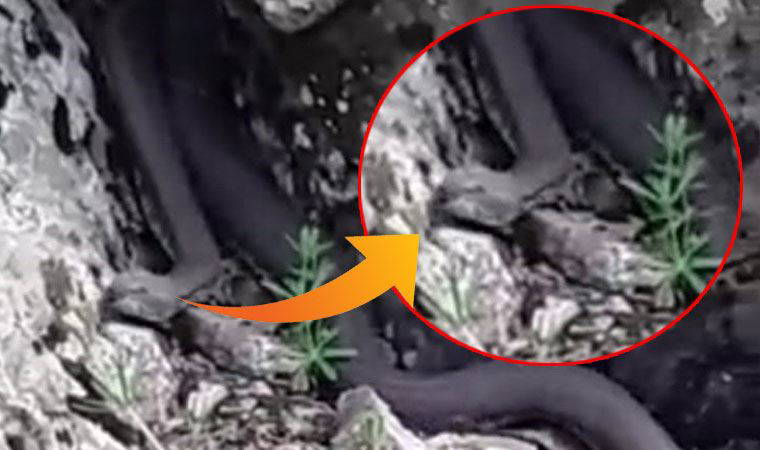 Türkiye’nin zehri en ölümcül ve en büyük yılanı böyle görüntülendi