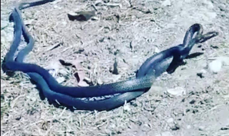 Yılanların dansı kamerada