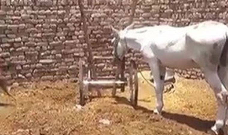 Eşeğe gözaltı sosyal medyanın gündemine oturdu