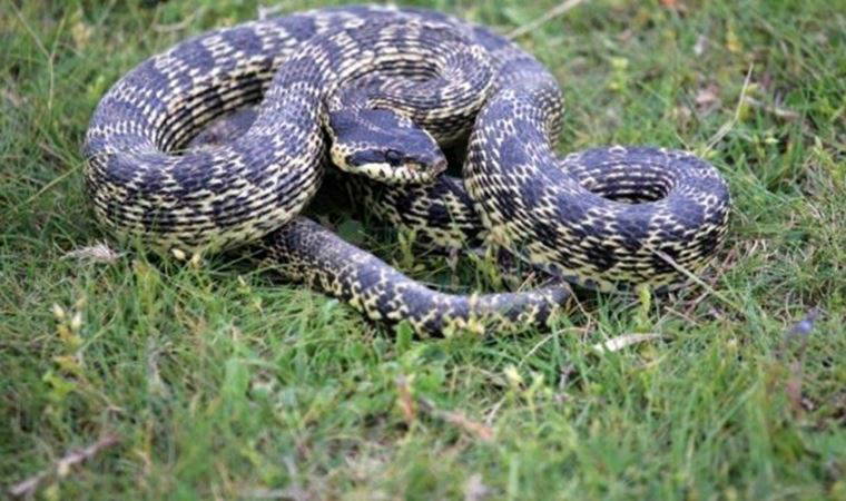 Yılanlar depremin habercisi mi? Uzmanı yanıtladı