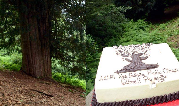 4117'nci yaşına giren dünyanın en yaşlı porsuk ağacına doğum günü pastası kesildi