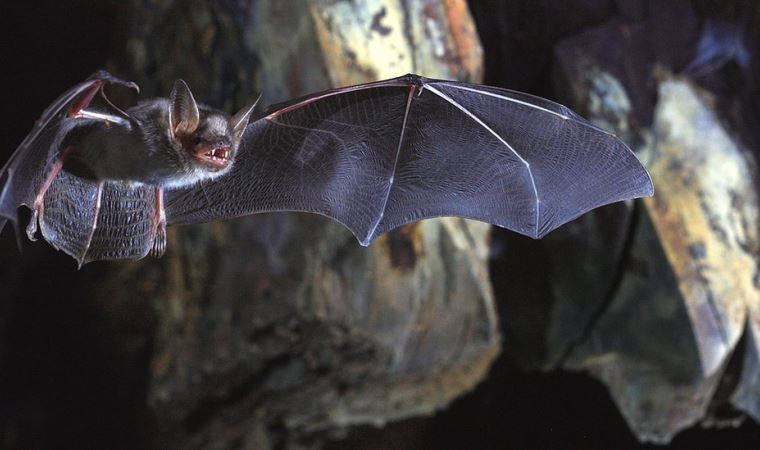 Koronavirüs: Yarasaların bağışıklık sistemi virüsü nasıl alt ediyor?