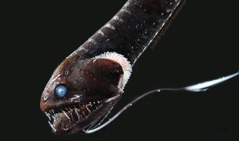 Bilim insanları okyanusların en siyah balığının görünmezlik yeteneğine ışık tuttu