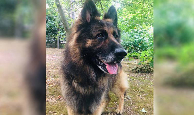 Sarıyer'de dehşet! Komşusunun köpeğini tabancayla öldürdü