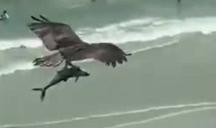 Hayretler içinde bıraktı! Köpekbalığı avladı