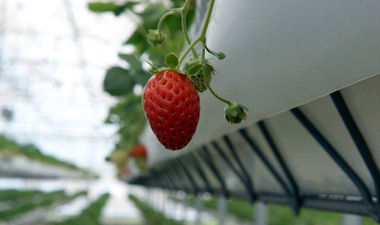 Topraksız serada 110 ton çilek hasat etmeyi bekliyor