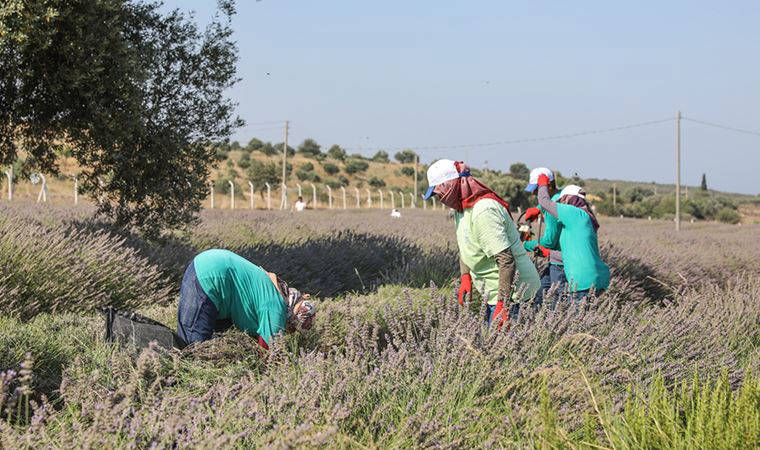 Didim'de sezonun ilk lavanta hasadı yapıldı