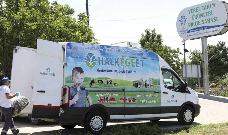 Aydın'da hasat zamanı: Ata tohumlarıyla üretildi, aracısız vatandaşa ulaşıyor!