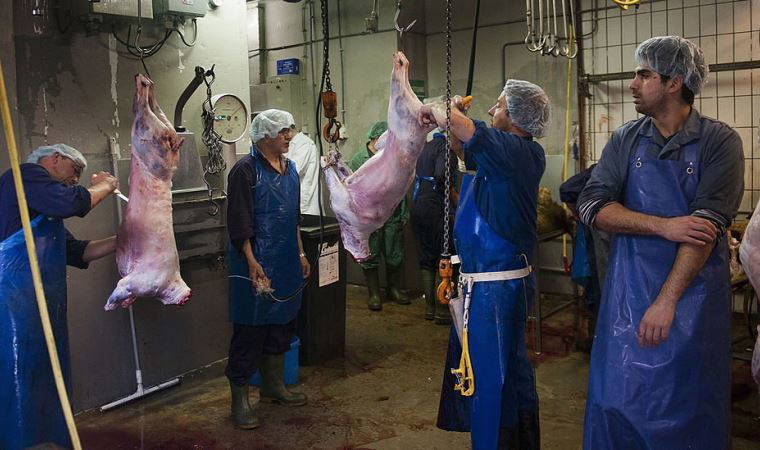 Belçika'da 'yasadışı helal kesim yapan' mezbahaya baskın: 40 kurbana el kondu
