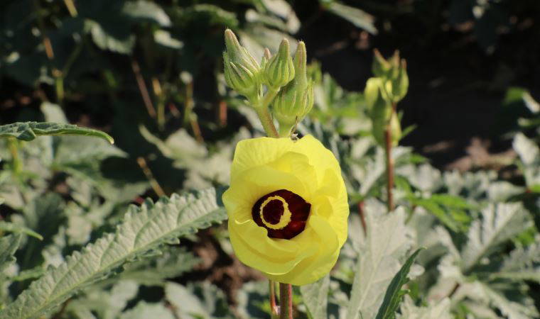 Amasya’nın tescilli “gram altını”: Çiçek bamyası