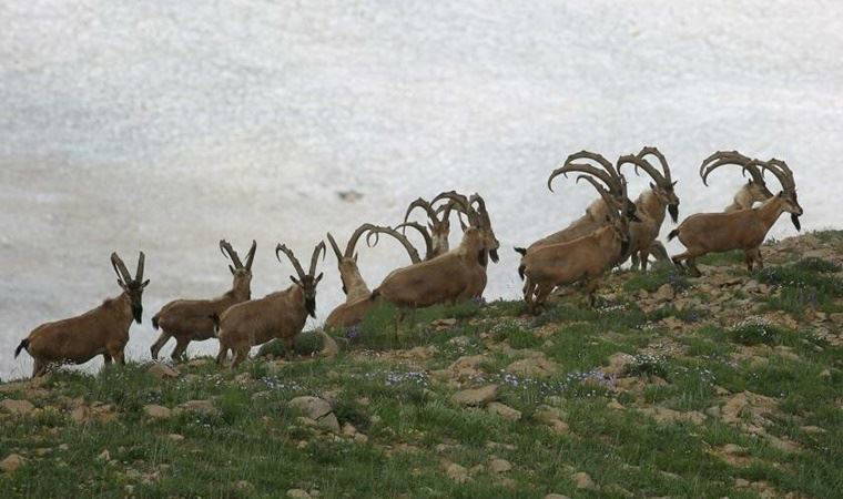 798 yaban hayvanı ücret karşılığı öldürülecek!