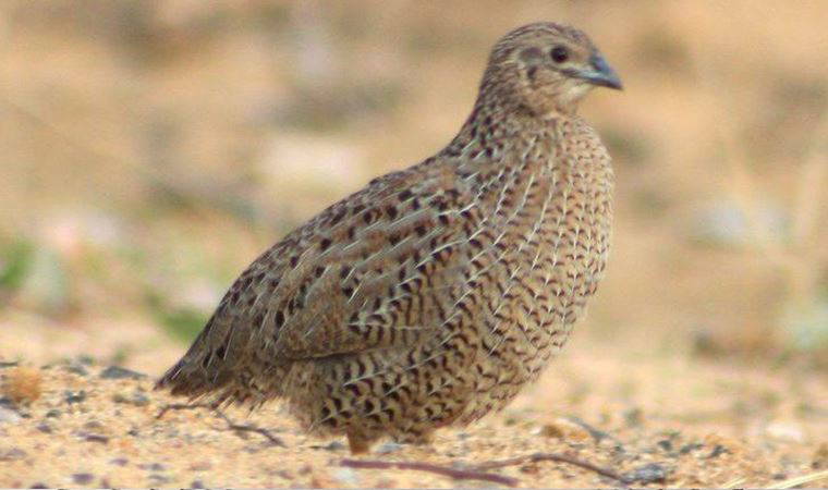 Av sezonu başlıyor, hayvanseverler ve çevreciler tepkili