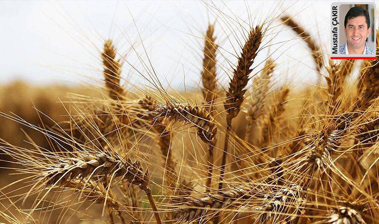 Buğdayda ithalat başlıyor