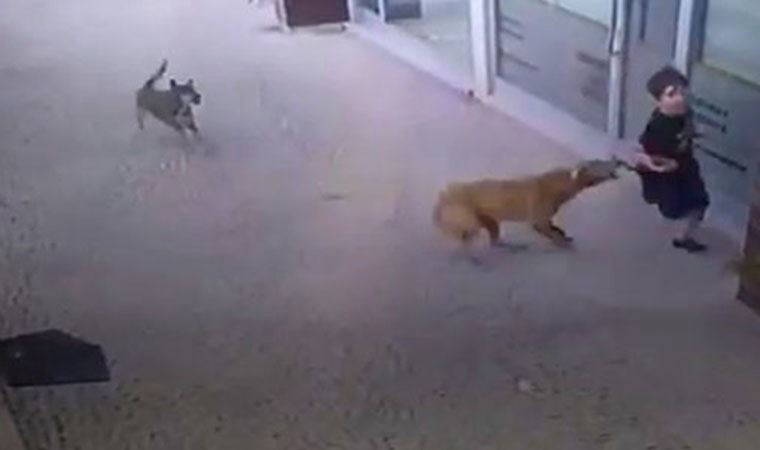 İstanbul’da küçük çocuğa köpek saldırısı kamerada