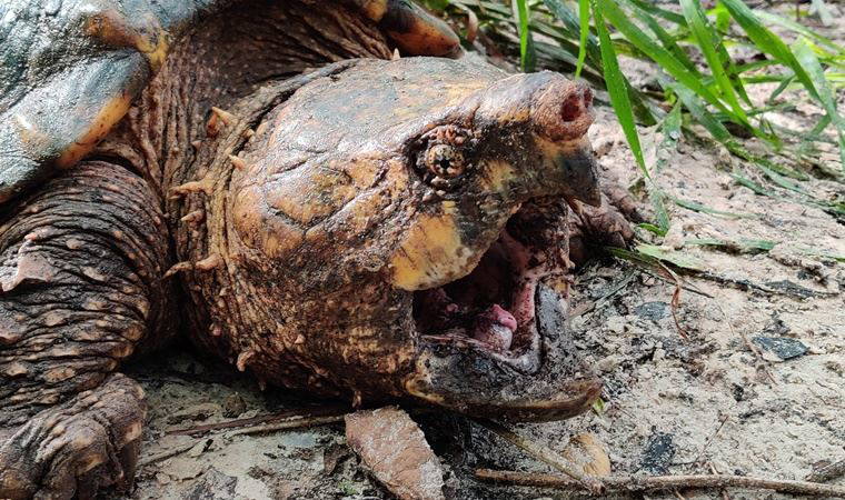 ABD'de dünyanın en büyük timsah kapan kaplumbağası yakalandı