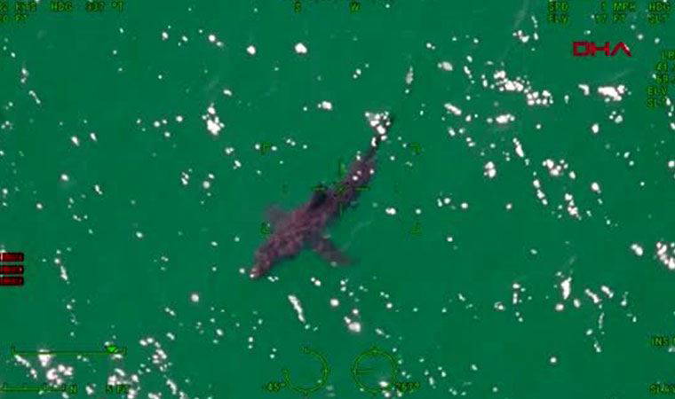 ABD'de sahilde köpekbalığı paniği