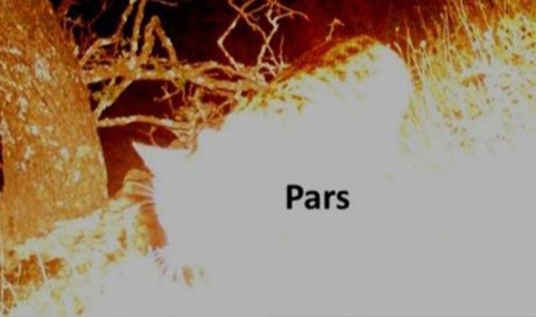 Nesli tükendiği biliniyordu, Anadolu Parsı görüntülendi