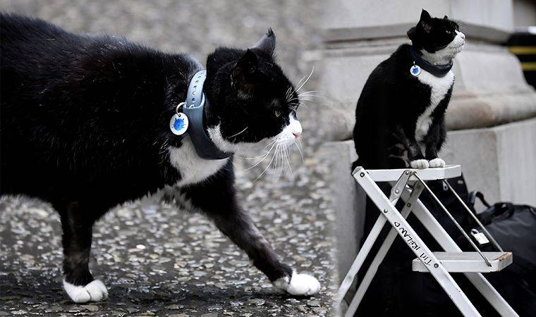 Diplomat kedi Palmerston emekli oldu