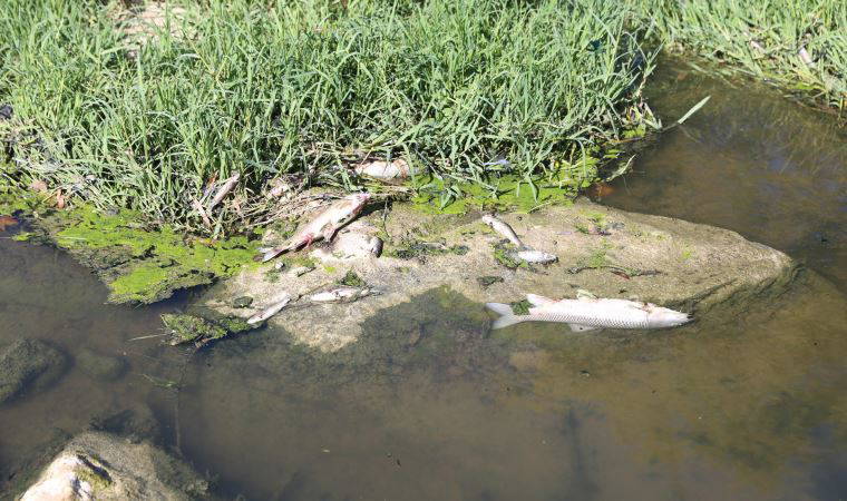 Yatağan Çayı'nda yüzlerce ölü balık kıyıya vurdu