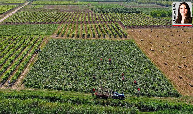 Ağustosta yıllık enflasyon yüzde 11.77 olurken, çiftçinin enflasyonu yüzde 17.36 arttı