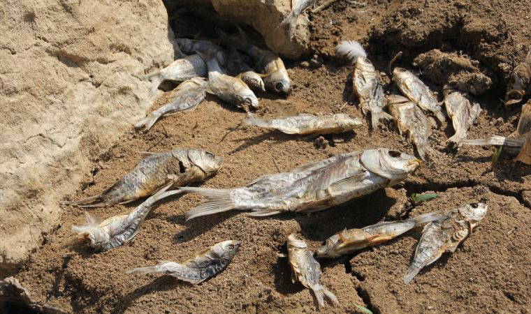 Mersin'de balık ölümlerinin yaşandığı gölette inceleme başlatıldı