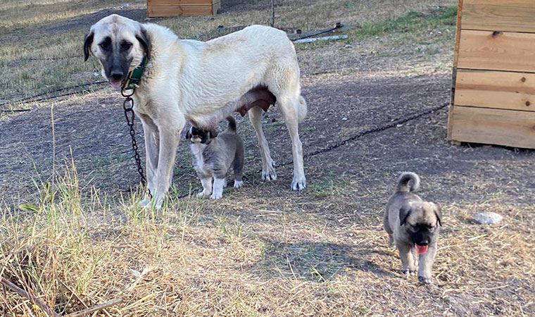 Kangal köpeklerinin yavrularını yemesinin sırrı çözüldü, tedaviye geçildi